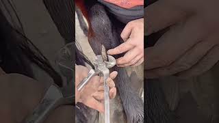 Horse leg scab trimming process Good tools and machinery can increase work efficiency [upl. by Dorene]