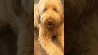 Tune Time With WINNIE 🎶🎵🐾🐾😎dogshorts goldendoodle [upl. by Bellina]