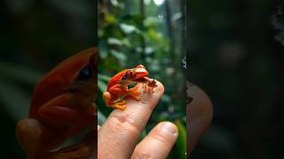 quotMesmerizing Tree Frog Snags Cricket in the Rainforest 🌿🐸quot Shorts YouTubeShorts [upl. by Aitercul]