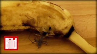 Spinne ist voll Banane  Horror aus Südamerika  Schale  Horrofilm  Spider [upl. by Aidnic644]