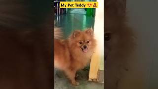 My Pet Teddy viralshort love shortsfeed youtubeshorts [upl. by Amsirac]