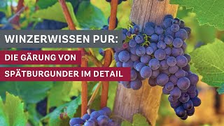 Winzerwissen Die Gärung des Spätburgunders im Detail 🍇🍷 [upl. by Kahcztiy]