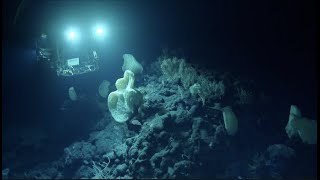 NeverBeforeSurveyed Seamount Reveals Stunning Biodiversity  Nautilus Live [upl. by Yup]