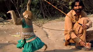 Best monkey dance  Bandriya ka dance  bandar tamasha [upl. by Atina]