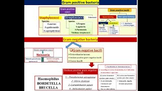 All types of bacteria in 2 minutes [upl. by Oitaroh618]