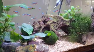 Cardinal tetra amp Cherry Shrimp Tank [upl. by Corie]