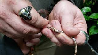 How to sex corn snakes  sexing corn snake made easy [upl. by Sarchet144]