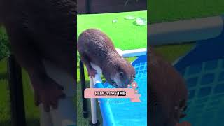 Otter vs Frozen Pool ❄️ Watch the Cutest Summer Surprise 🦦 [upl. by Ecyaj]