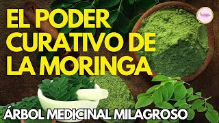 DOCUMENTAL El PODER CURATIVO y NUTRITIVO de la MORINGA El Árbol Milagroso para tu Salud [upl. by Kerrill246]