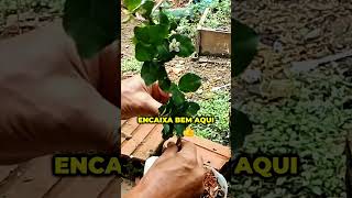 Enxerto de Acerola em Minutos Técnica Rápida e Eficiente 🍎🌱⚡ shorts [upl. by Mialliw403]