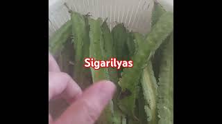 Fres vegetables sigarilyas vegetables [upl. by Caty]