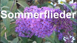 Sommerflieder pflege schneiden gießen düngen Standort vermehren Buddleja Schmetterlingsflieder [upl. by Aisayn]