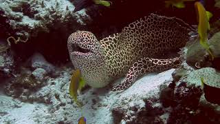 Honeycomb Moray on Embudu [upl. by Millie]