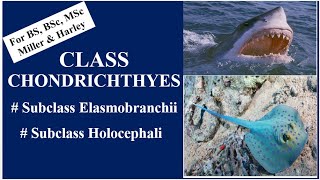 Class Chondrichthyes Subclass Elasmobranchii amp Holocephali BSBSc MSc Miller amp Harley [upl. by Dennison204]