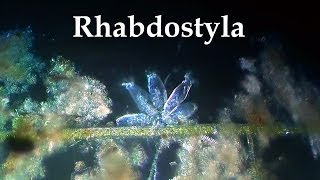 Rhabdostyla [upl. by Krahmer723]