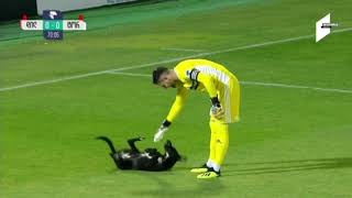 Dog interrupts soccer game wants belly rubs [upl. by Eralc]