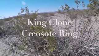 Oldest Living Things On Earth  King Clone [upl. by Witkin]