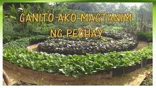 v28My Style of Growing Pechay One time planting pero tuloy2x ang harvest [upl. by Enida]