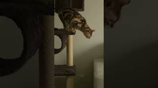 Bengal Cat 101 Why You SHOULDONT Get A BENGAL Cat bengalcat [upl. by Dnob426]