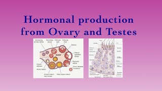 ENDOCRINE SYSTEMHormonal production from Ovary and TestesPart12 [upl. by Dulcia]