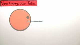 Vom Embryo zum Fetus  vorgeburtliche Entwicklung  Biologie  Humanbiologie [upl. by Land194]