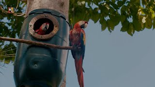 Macaw Mountain  Scarlet Macaw Conservation in Honduras [upl. by Paviour]