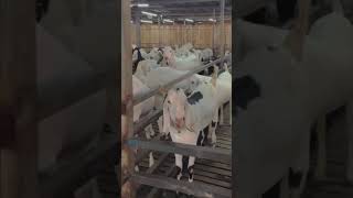 Goat farming [upl. by Cuthbert868]