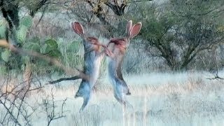 Amazing Rabbit FIGHT [upl. by Sigrid]