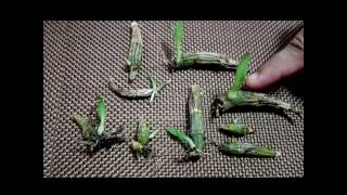 How to propagate dendrobium orchids the most effective way [upl. by Ellynad507]