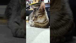 電力10 即將關機 cat kucing kitten 貓 cute catvideos catlover 喵星人 kucing gato [upl. by Tedman]