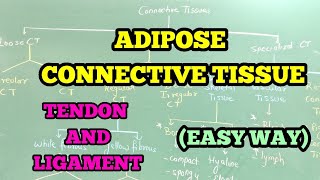 ADIPOSE CONNECTIVE TISSUE  TENDON AND LIGAMENT EASY WAY [upl. by Galasyn545]