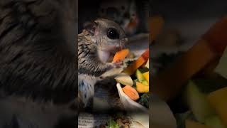 One of our flying squirrels enjoying dinner flyingsquirrels asmr squirrel [upl. by Jarek]