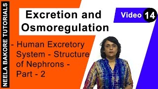 Excretion and Osmoregulation  NEET  Human Excretory System  Structure of Nephrons  Part 2 [upl. by Spooner118]