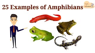 25 Examples of Amphibians  List of Amphibians with Picture [upl. by Hulda]