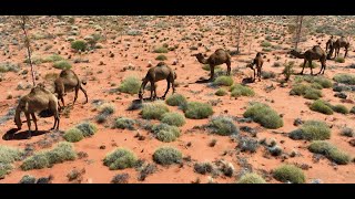 Wild Camels amp Horses in the Northern Territory desert  Australia [upl. by Baggett]