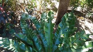 BIRDS NEST FERN  TRENDING PLANTS 2025 trending plants flowers nature flower farming yt [upl. by Bell]