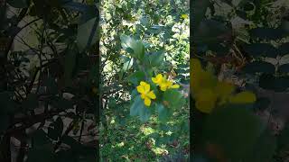 Moving in the windOchna serrulata nature natureseye floraSri Lanka [upl. by Hamforrd762]