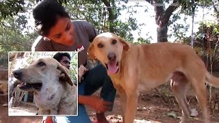 Dog With BalloonSized Abscess Under His Chin Is Now Happy and Healthy [upl. by Adorl]