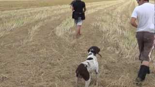 Saker Falcon Training Pointer first time [upl. by Iatnohs]