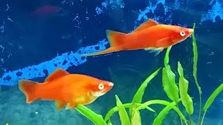 Swordtails care guide for beginners  swordtail gender breeding swordtails and swordtail fry care [upl. by Llecram]