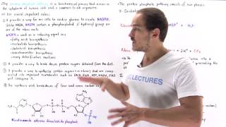 Introduction to Pentose Phosphate Pathway [upl. by Chute571]