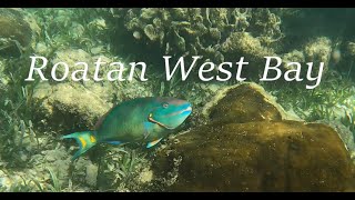 Roatan West Bay Snorkeling [upl. by Dahc]