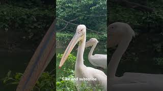 Great White Pelican  Wing flapping Competition [upl. by Wilek]