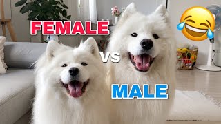 Funny Differences Between Female And Male Samoyeds [upl. by Eelinnej]