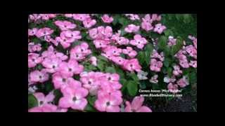 Cornus kousa Miss Satomi Pink Flowering Dogwood [upl. by Macdonald169]