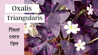 Oxalis Triangularis  Oxalis triangularis carePurple ShamrockButterfly plant [upl. by Corbie]