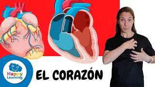 DATOS QUE NO CONOCÍAS DEL CORAZÓN  HAPPY LEARNING ❤️🩺🩻 [upl. by Uke]