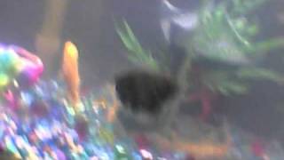 my baby oscar fish and one red tail shark tell me what you guys think [upl. by Gregson146]