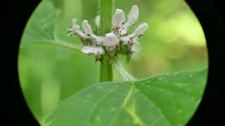 Leonurus cardiaca Motherwort [upl. by Edison]