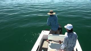 Exmouth Fly Fishing  Golden Trevally [upl. by Edric824]